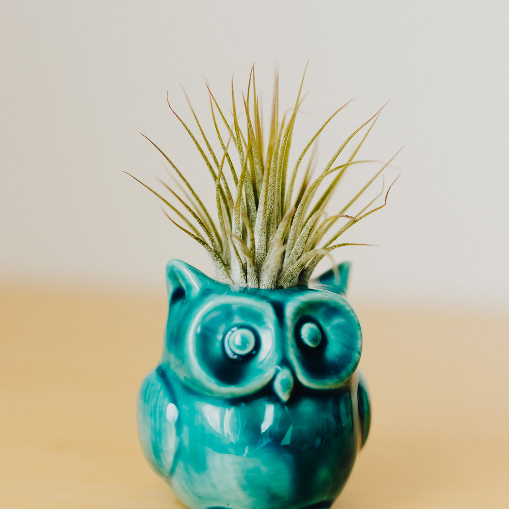 
                      
                        Iggy the Owl Air Plant Friend
                      
                    