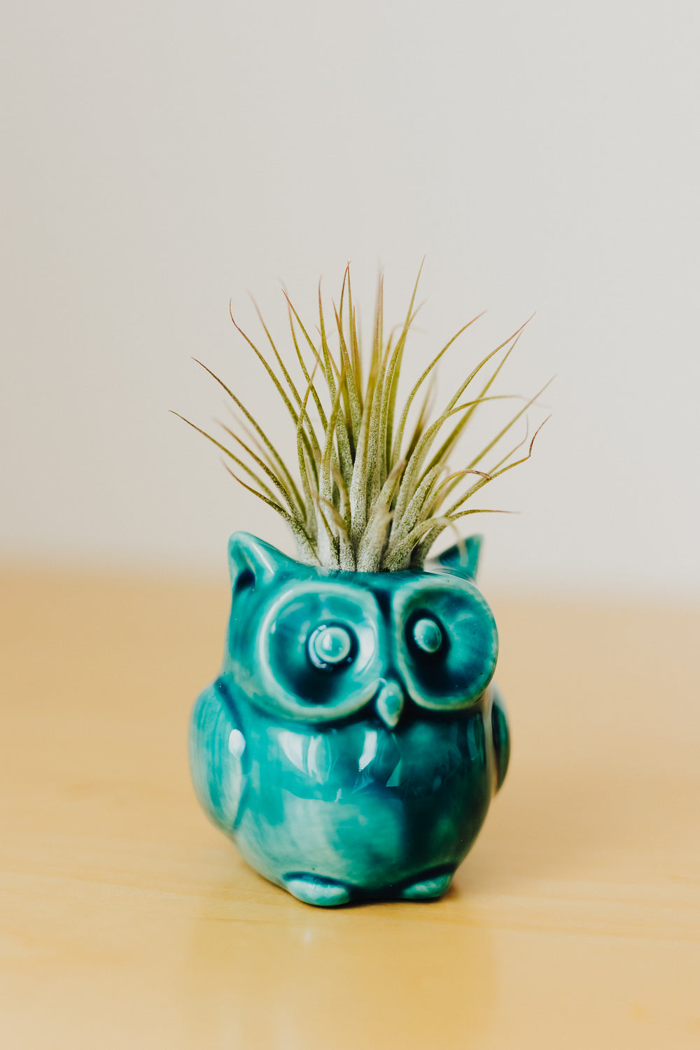 Iggy the Owl Air Plant Friend