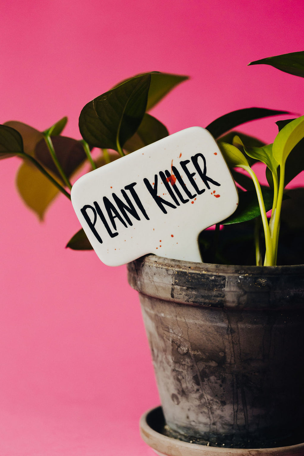 Plant Killer Funny Punny Garden Plant Stake