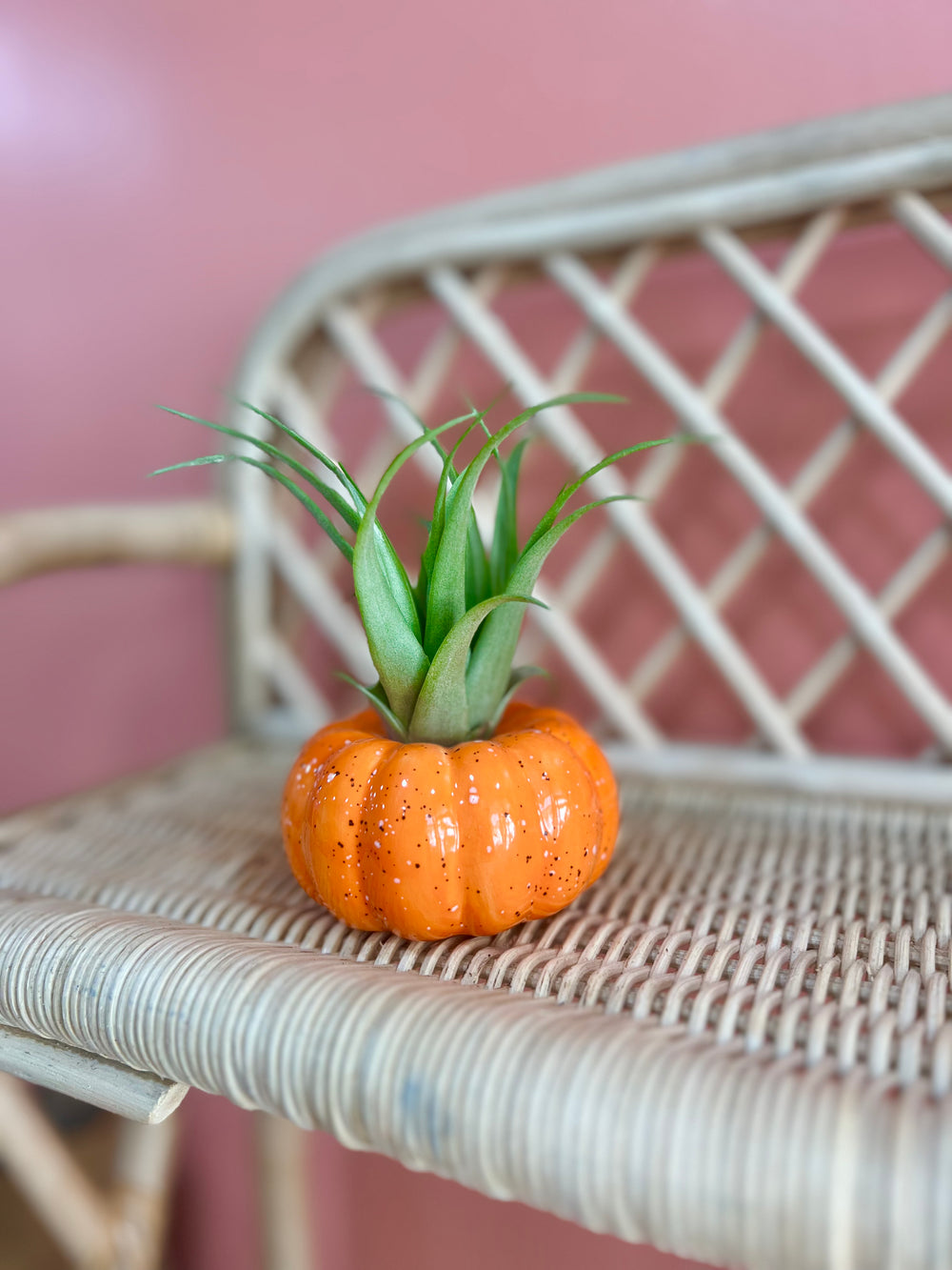 Pumpkin Air Plant Friend